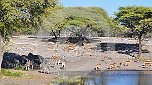 Sharing a watering hole in Namibia Africa
