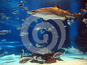 Shark in aquarium img