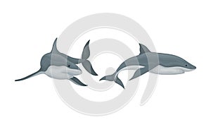 Shark as Elasmobranch Fish with Pectoral Fins and Cartilaginous Skeleton Vector Set