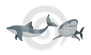 Shark as Elasmobranch Fish with Pectoral Fins and Cartilaginous Skeleton Vector Set