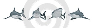 Shark as Elasmobranch Fish with Pectoral Fins and Cartilaginous Skeleton Vector Set