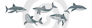 Shark as Elasmobranch Fish with Pectoral Fins and Cartilaginous Skeleton Vector Set