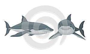 Shark as Elasmobranch Fish with Pectoral Fins and Cartilaginous Skeleton Vector Set