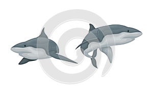 Shark as Elasmobranch Fish with Pectoral Fins and Cartilaginous Skeleton Vector Set photo