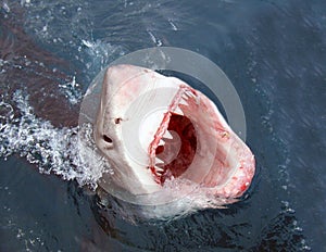 Tiburón ataque 