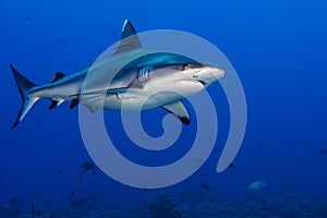 Shark attack underwater