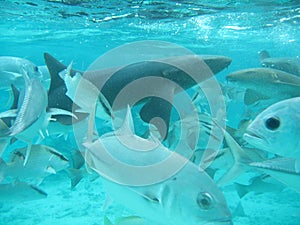 Shark in belize central america photo