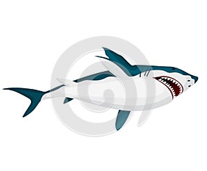 Shark. Big dangerous marine predator. Toothy swimming angry shark. Underwater character of sea animal. Vector