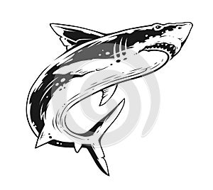 Shark Black and White Contrast Vector Art