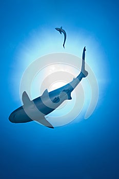 Shark on blue ocean