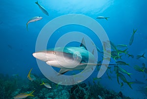 Shark in the blue sea water.