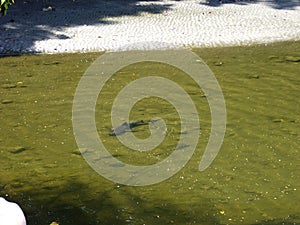 Shark bull breeding in the serene river