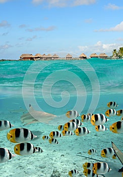 Shark and butterfly fish at Bora Bora