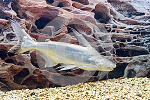 Shark catfish Pangasianodon hypophthalmus swims in the aquarium