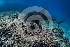 Shark close up swimming in ocean. Diving with danger sharks in Bahamas