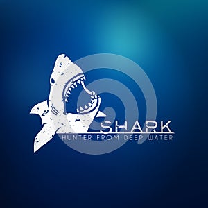 Shark concept photo