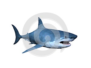 Shark photo