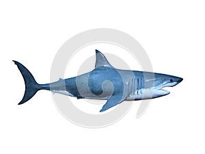 Shark photo
