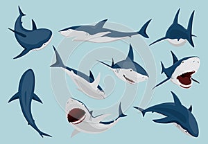 Shark in different poses. Marine predator fish character. Underwater wildlife and ocean animals. Cartoon flat isolated