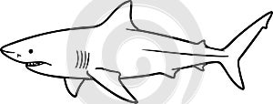Shark Drawing in Black and White Simple Line Art