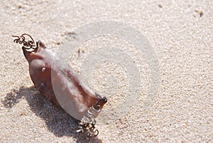 Shark egg