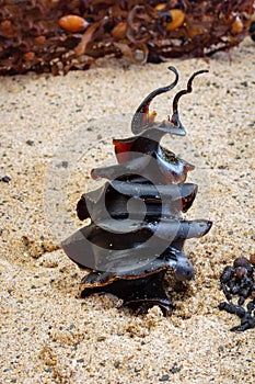 Shark egg Ã¢â¬â a Port Jackson Shark, Heterodontus portusjacksoni egg found on beach, NSW, Australia