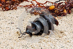 Shark egg â€“ a Port Jackson Shark, Heterodontus portusjacksoni egg found on beach, NSW, Australia