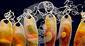 Shark eggs (SCYLIORHINUS CANICULA) under water photo