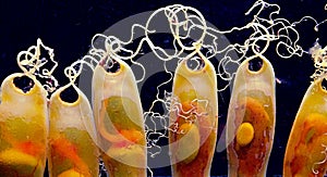 Shark eggs (SCYLIORHINUS CANICULA) under water