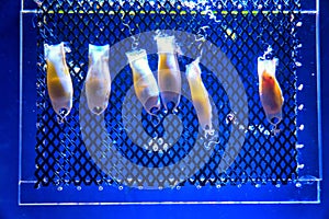 Shark embryos in eggs with blue background