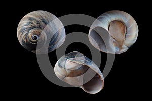 Shark eye-Neverita duplicata photo