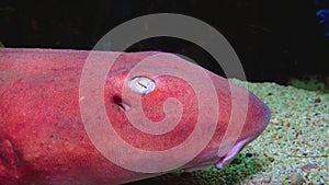 Shark eye with pink skin in aquarium