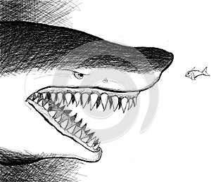 Shark facing a small fish