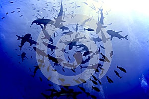 Shark feeding frenzy