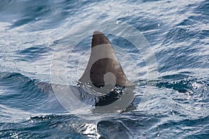 Shark fin above water photo