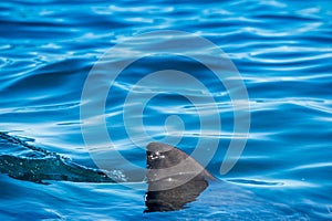 Shark fin above water.