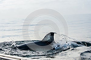 Shark fin above water