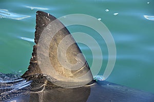 Shark fin above water. Close up. Back Fin of great white shark, Carcharodon carcharias, False Bay, South Africa, Atlantic Ocean