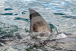 Shark fin above water. Closeup Fin of a Great White Shark