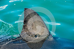 Shark fin above water. Closeup Fin of a Great White Shark