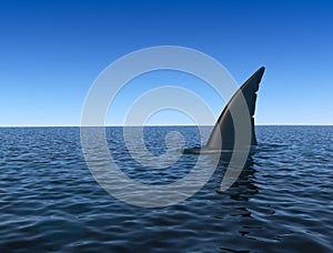 Shark fin over sea water surface