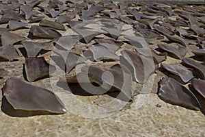 Shark Fins