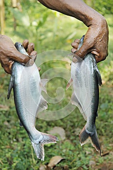Shark fish blurred background