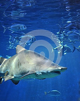 Shark fish, bull shark, marine fish underwater