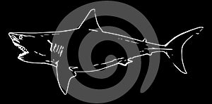 Shark fish fishing on black background