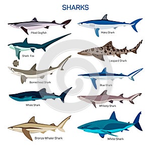 Shark fish vector set in flat style design. Different kind of sharks species icons collection. photo