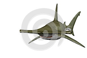 Shark hammerhead in white background