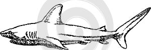 Shark Hand drawn sketching