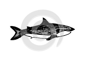 Shark in hand drawn style isolated on white background. Vector sketch illustration. Ocean dangerous animal. Print for adult and