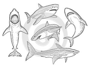 Shark hand drawn. Water creature flowing big monster fish with mouth vector sketch collection